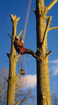 Geen boom is te hoog voor de Lumber Duck